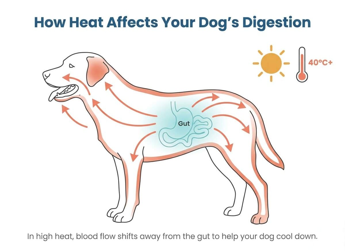 Line drawing showing blood flow redirecting from a dog’s gut toward the skin for cooling in high heat