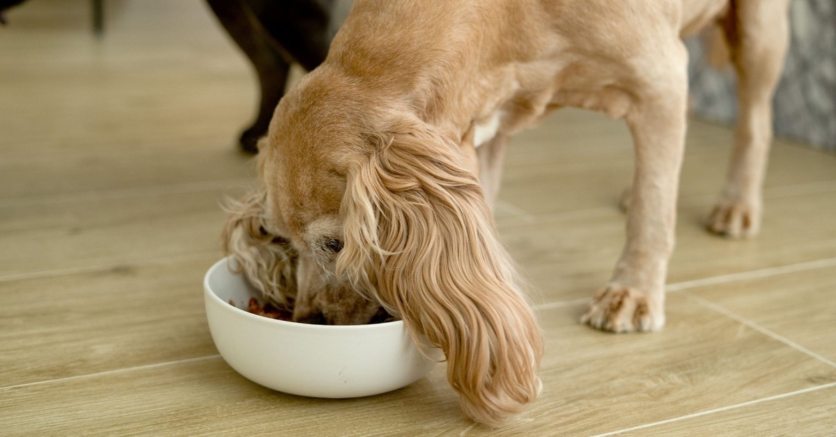 Nutrition and Dogs are A Recipe for Health