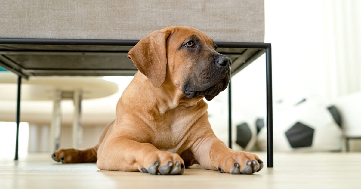 Nutrition and Canine Cancer are Powerful Allies