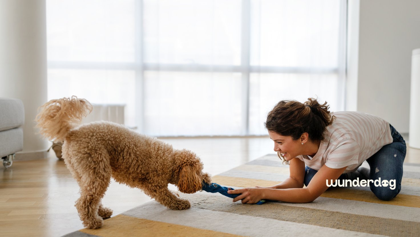Woman playing tug of war with her dog indoors during the UAE summer as part of an indoor exercise and enrichment activity.