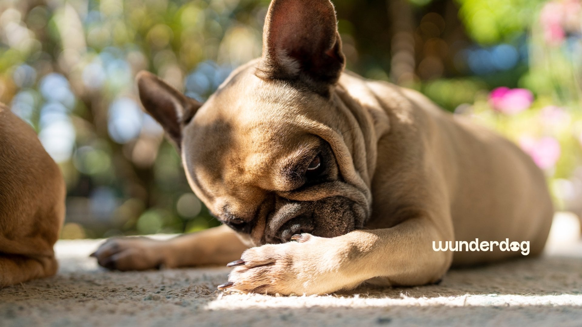French Bulldog licking its paw outdoors, showing signs of itching caused by allergies.
