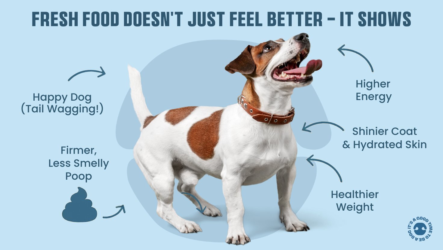 Happy dog showing visible benefits of fresh dog food including firmer poop, higher energy, shinier coat, hydrated skin, and healthier weight.