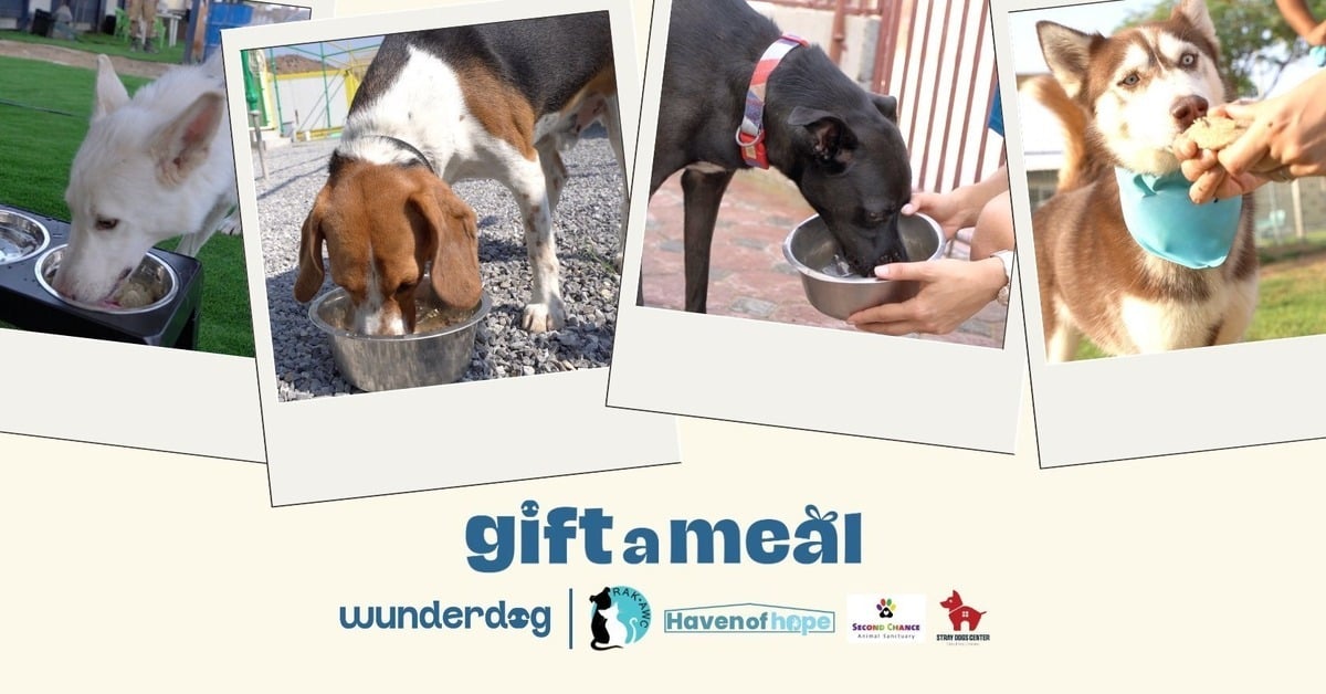 Four photos of rescue dogs eating from bowls above the Gift a Meal logo
