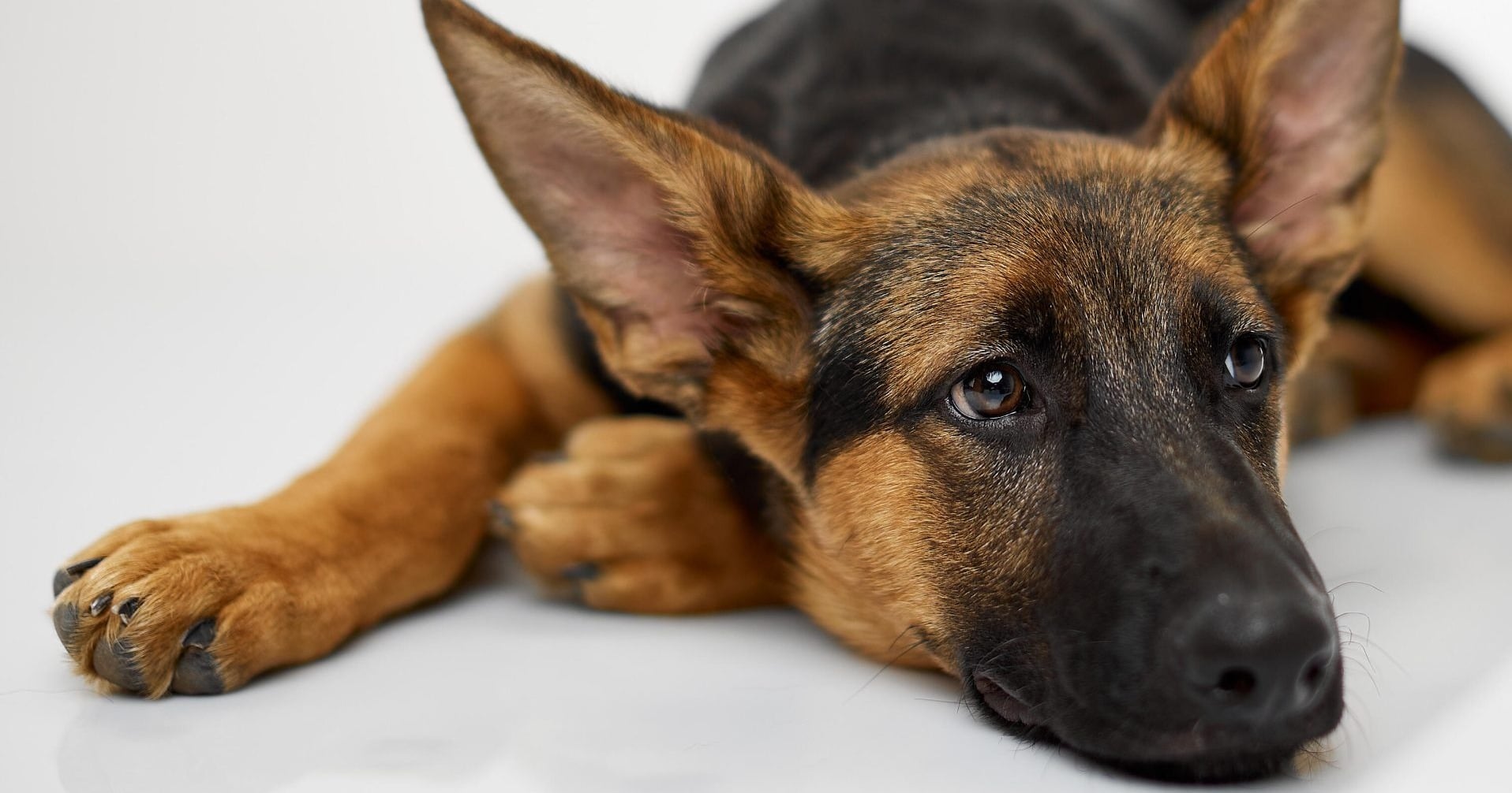 German Shepherd puppy lying with its head on the floor, looking up, a dog with an upset stomach