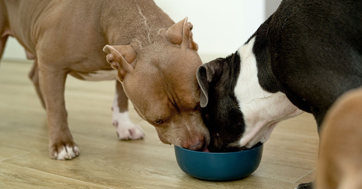 Fresh, wholesome, varied ingredients that support your dog's overall wellbeing