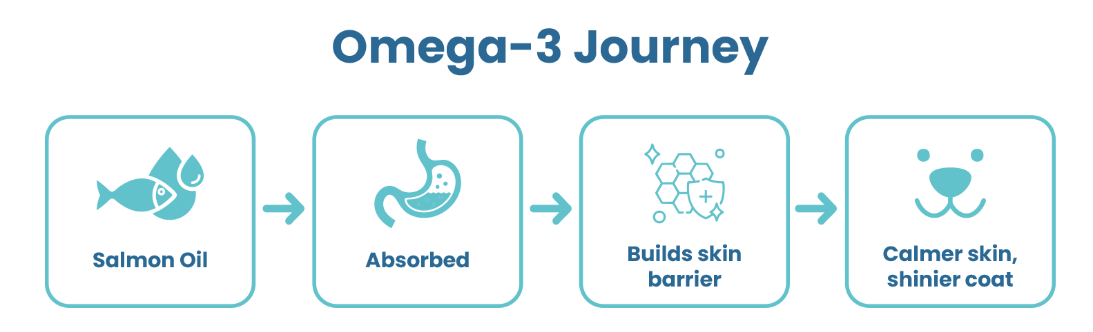 Omega-3 journey: salmon oil is absorbed, builds the skin barrier and leads to calmer skin and a shinier coat