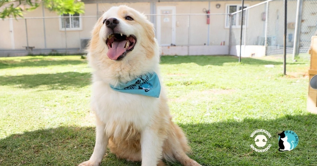 Cream-colored fluffy dog with a blue “Adopt Don’t Shop” bandana sitting on grass, smiling with tongue out at RAKAWC shelter under sunny skies.