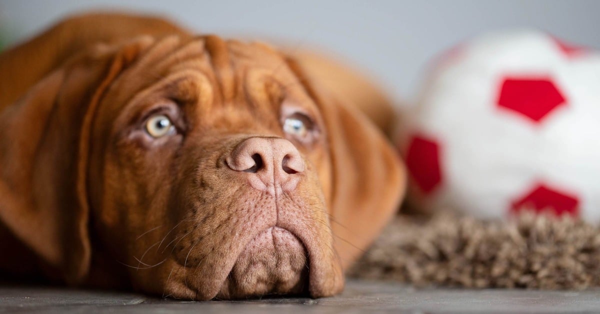 A dog lying sluggish on the floor with tired eyes next to untouched kibble.