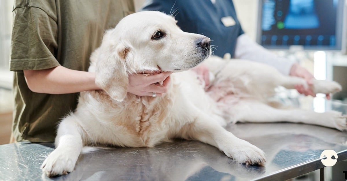Veterinarian examining a dog on a clinic table during a consultation for diagnosing possible food allergies or digestive issues.