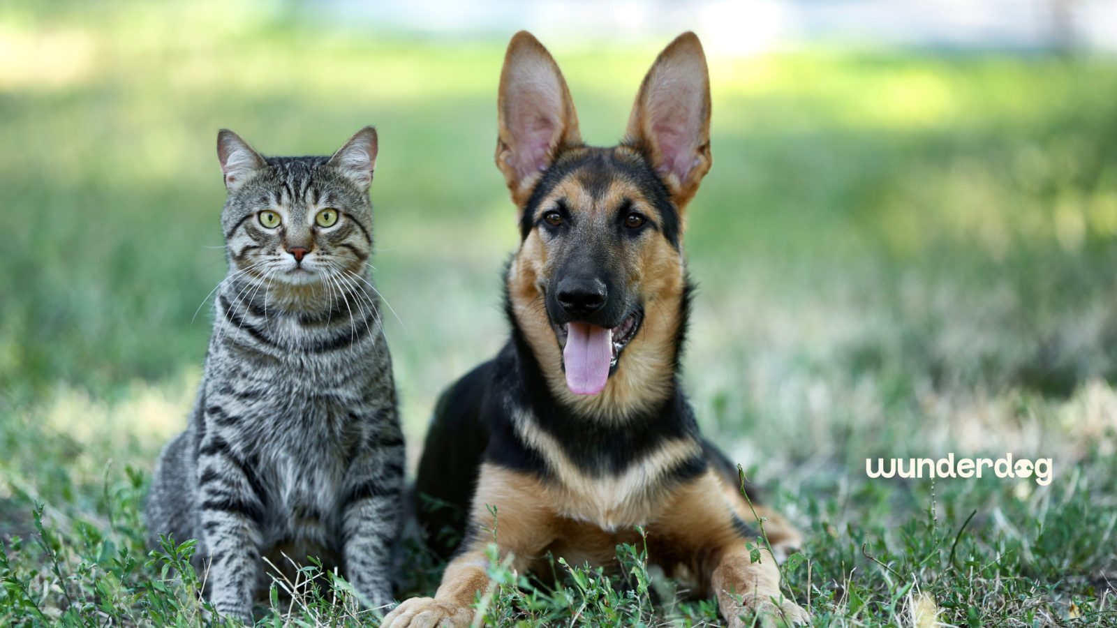 Tabby cat and German shepherd puppy sitting together on grass