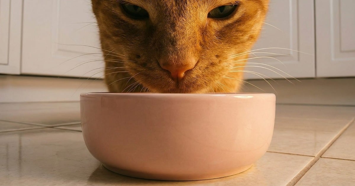 Close-up of an orange cat sniffing an empty bowl on a tiled kitchen floor