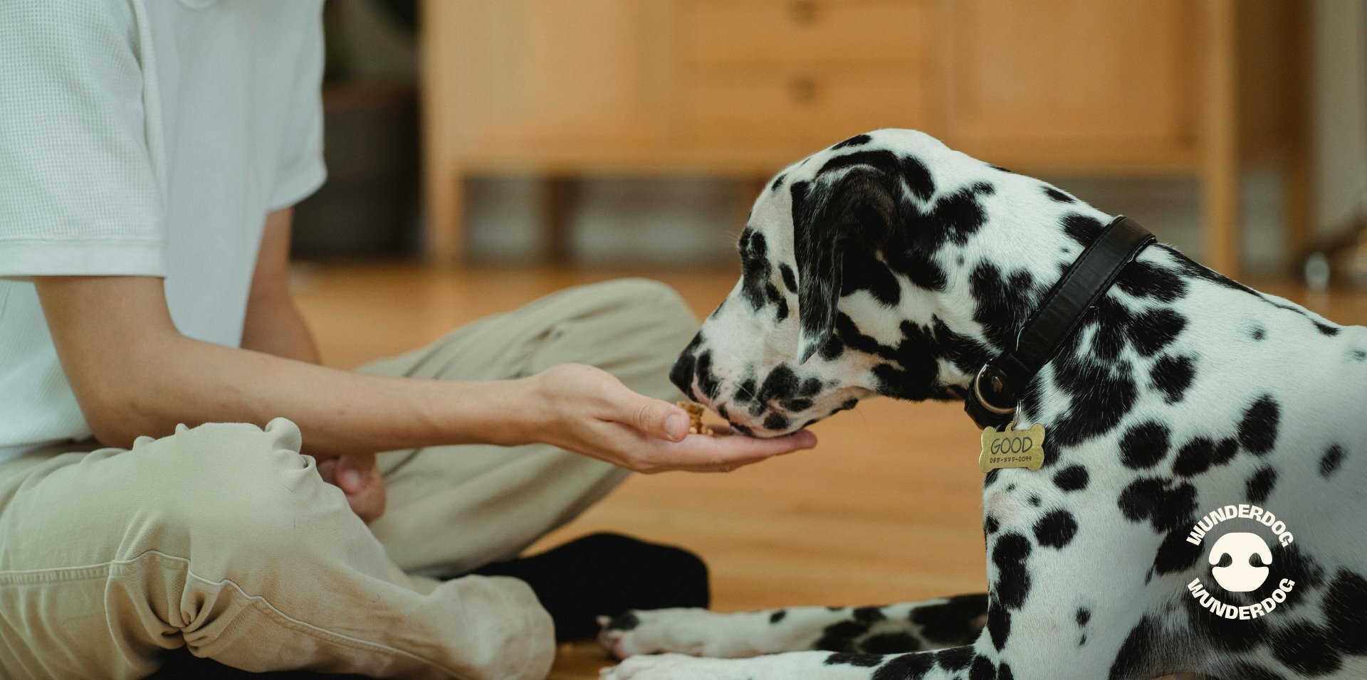 Dalmatian eating from a person's open hand