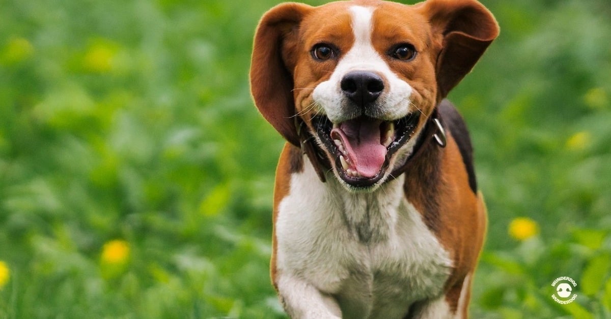 Happy healthy dog running outdoors on grass, representing vitality supported by fresh therapeutic dog nutrition.