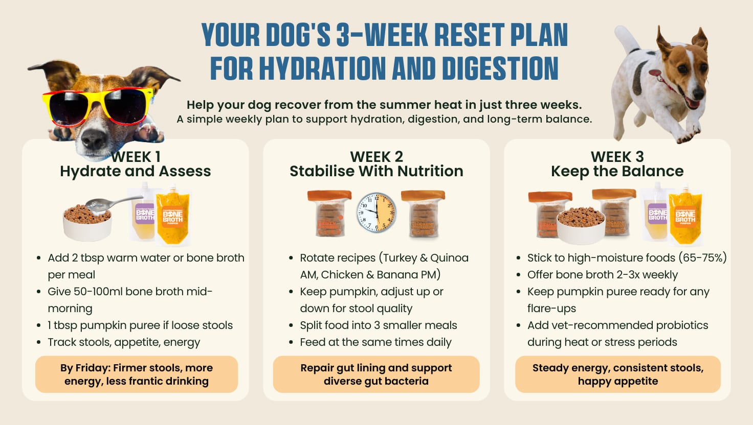 3-week reset plan for dogs after summer heat in the UAE, showing weekly steps to support hydration and digestion with bone broth, pumpkin, and fresh recipes.