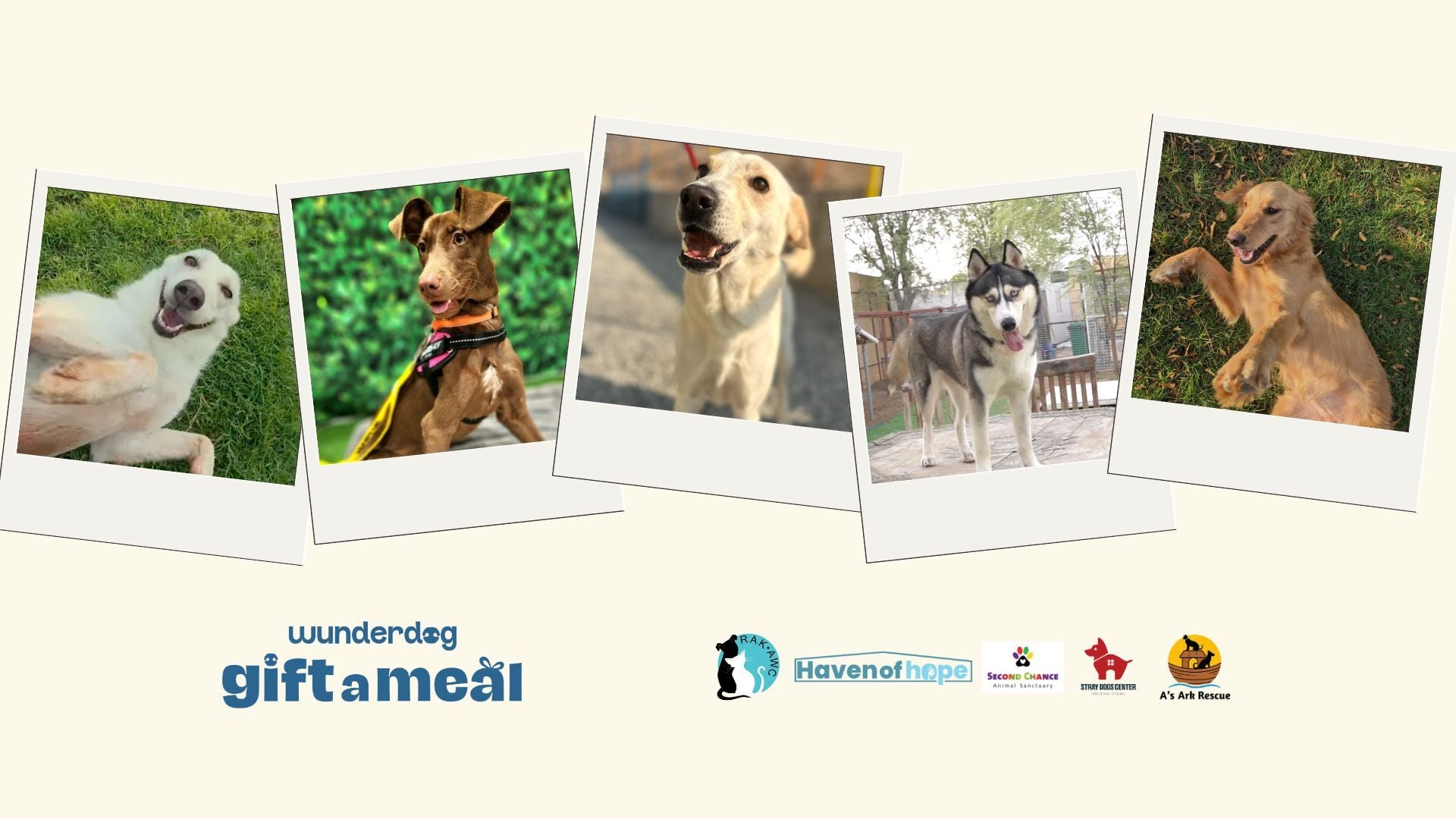 Five photos of rescue dogs above the Wunderdog Gift a Meal logo