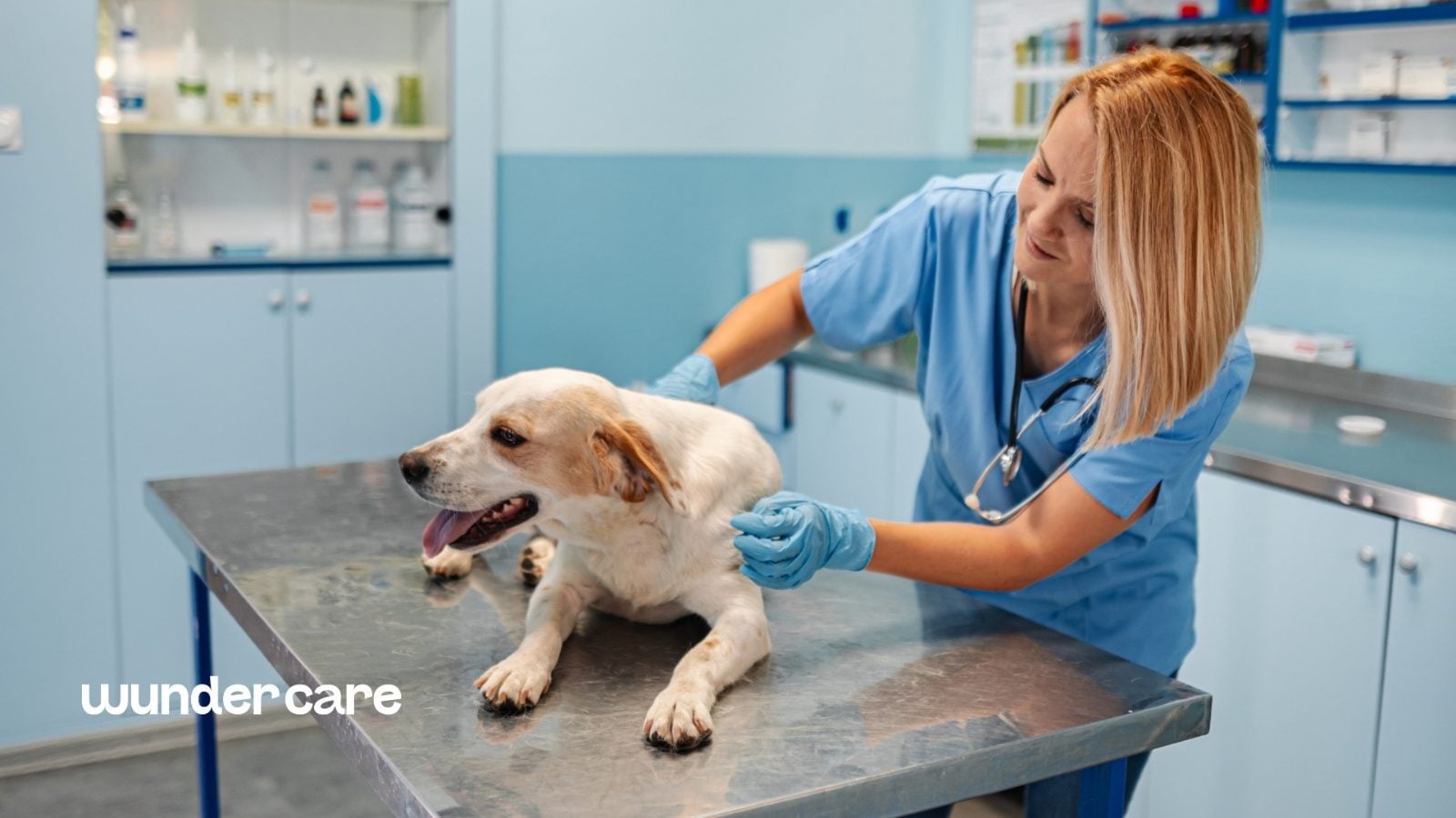Vet in blue scrubs examining a small dog on a clinic table