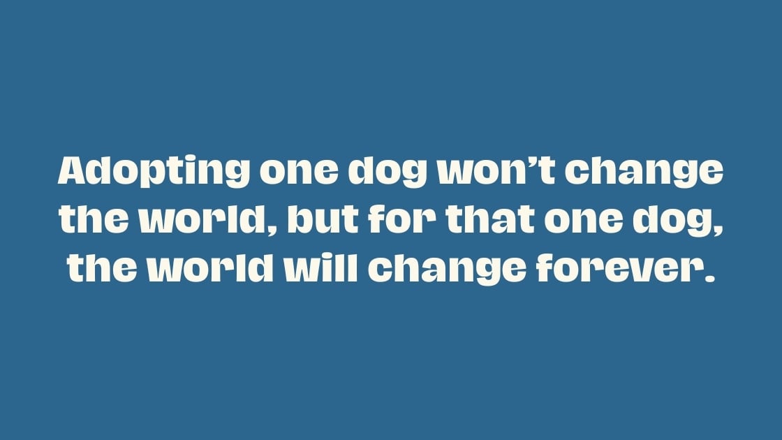 Inspirational quote about dog adoption and fostering: ‘Adopting one dog won’t change the world, but for that one dog, the world will change forever.’