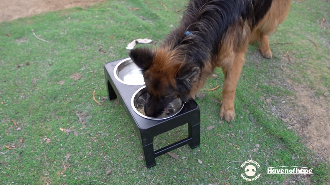 Rescue dog at Haven of Hope enjoying freshly prepared Wunderdog meal through the Gift a Meal initiative.