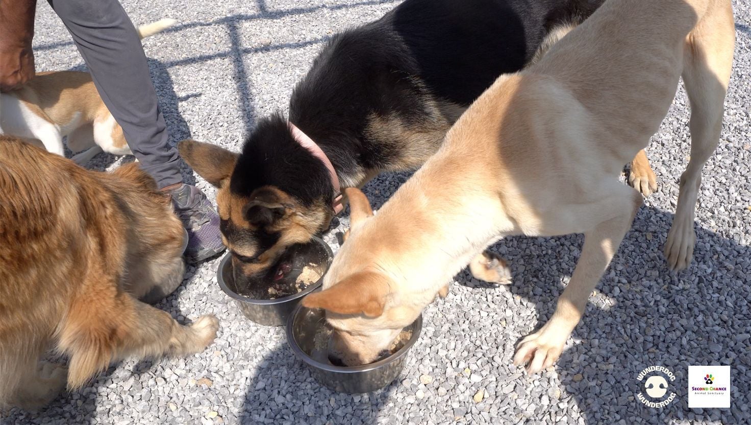Rescue dogs eating bowls of Wunderdog food at Second Chance Animal Sanctuary as part of the Gift a Meal campaign.