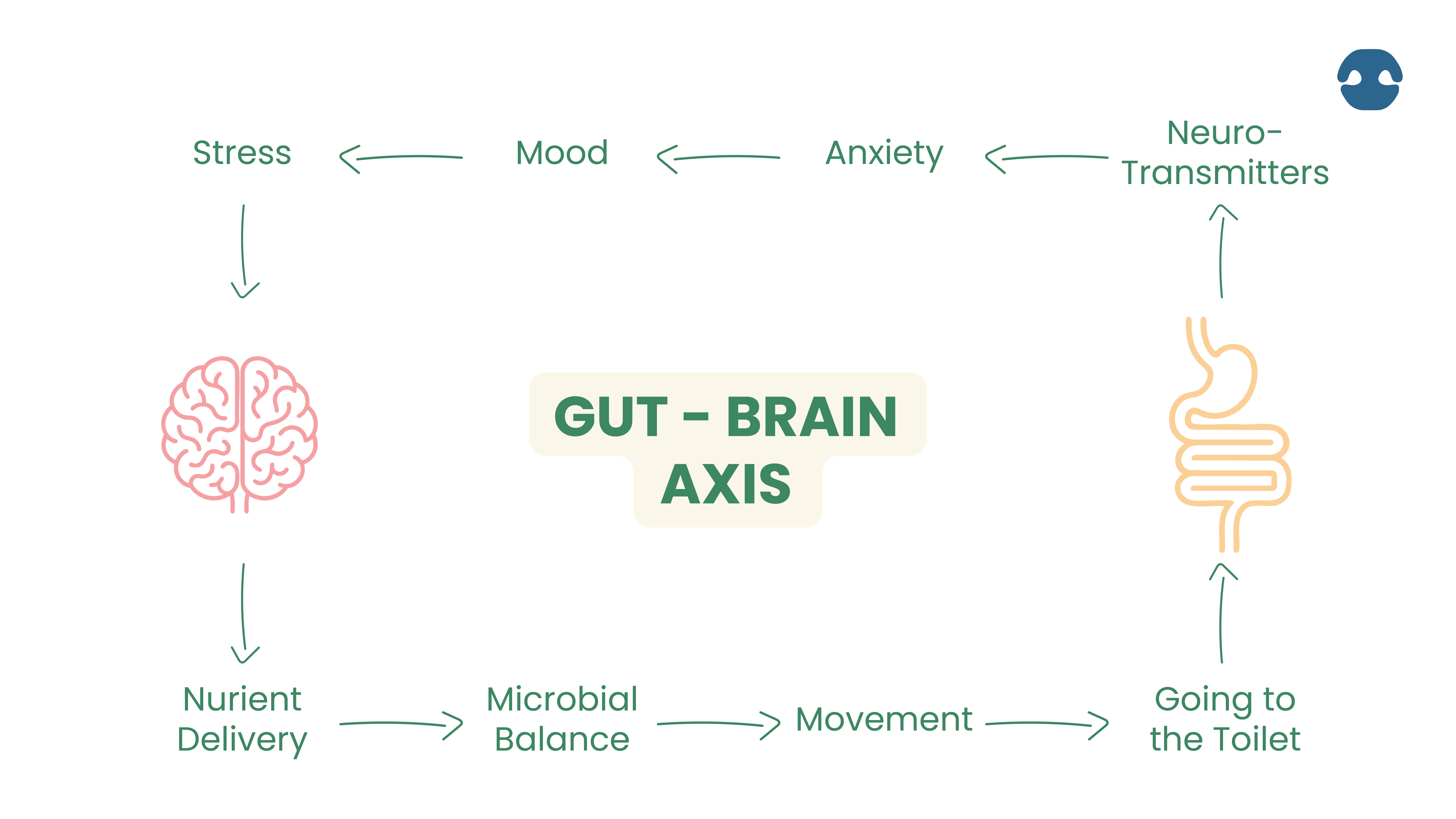 A visual diagram illustrating the Gut–Brain Axis. It shows connections between the gut and brain with arrows linking concepts like stress, mood, anxiety, neurotransmitters, nutrient delivery, microbial balance, movement, and going to the toilet. Icons of a brain and intestines appear on each end.