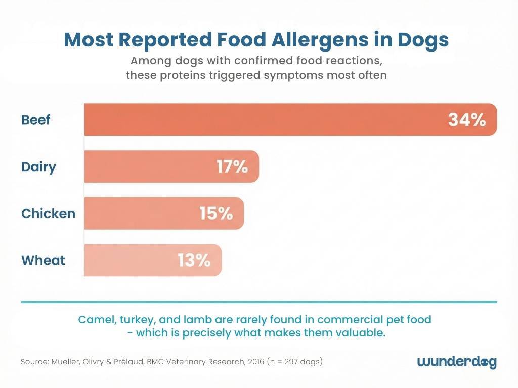 Ranked bar chart of most common canine food allergens with beef, dairy, chicken and wheat as top triggers based on veterinary dermatology research
