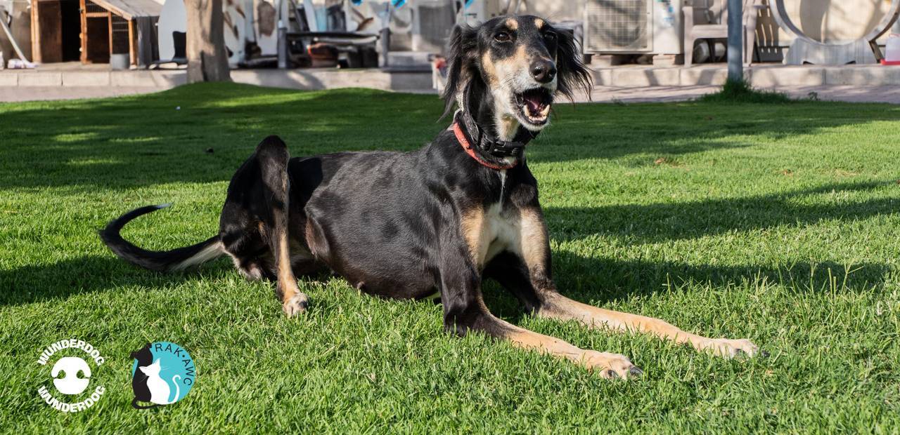 Recovered Saluki dog lying on green grass at RAKAWC shelter, looking happy and healthy after rehabilitation with Wunderdog meals