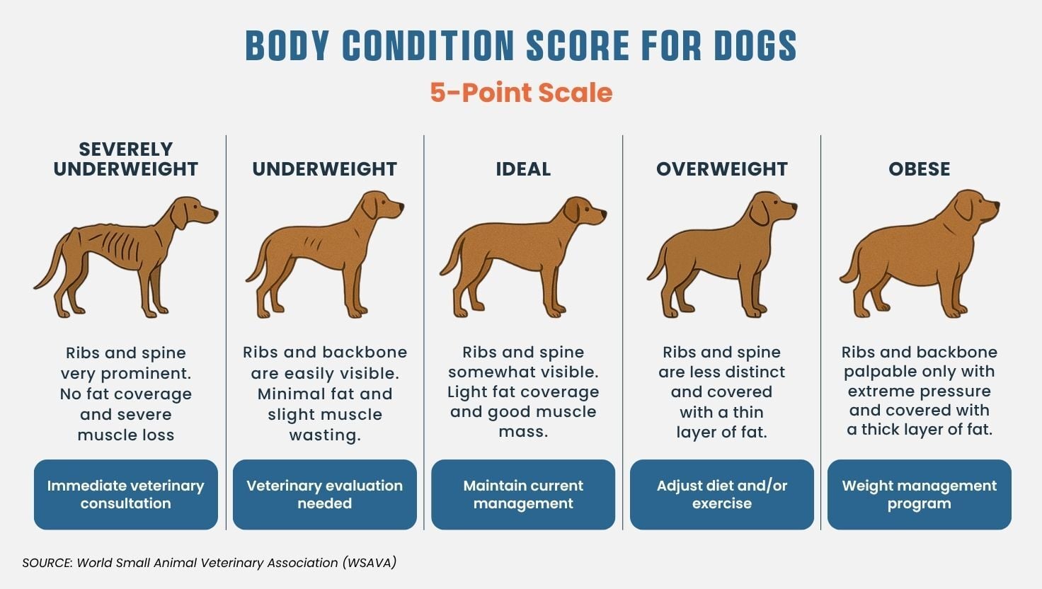 Visual guide to the 5-point Body Condition Score (BCS) scale for dogs, from severely underweight to obese, with visual cues and health guidance.