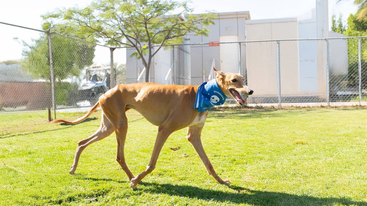The Power of Wunderdog's Fresh Nutrition