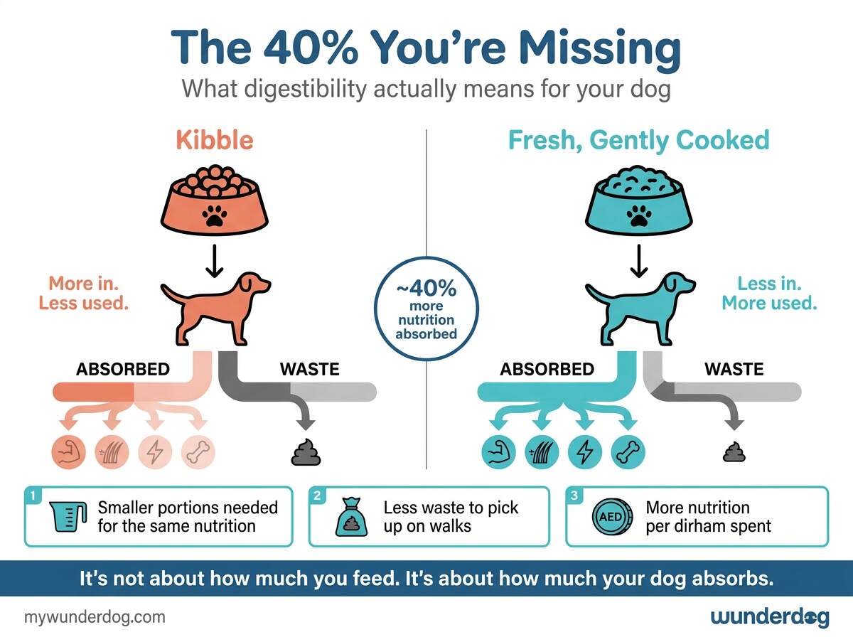 Digestibility is the most underrated factor in choosing dog food. This infographic shows what happens inside your dog: kibble delivers 55 to 60% of its nutrition, while fresh food delivers 85 to 90%. That gap means smaller portions, less waste, and more value per dirham.