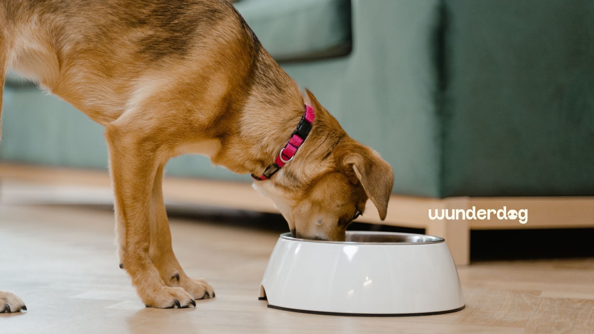 A tan dog with a pink collar eating from a white bowl on a wooden floor at home, with the Wunderdog logo on the right.