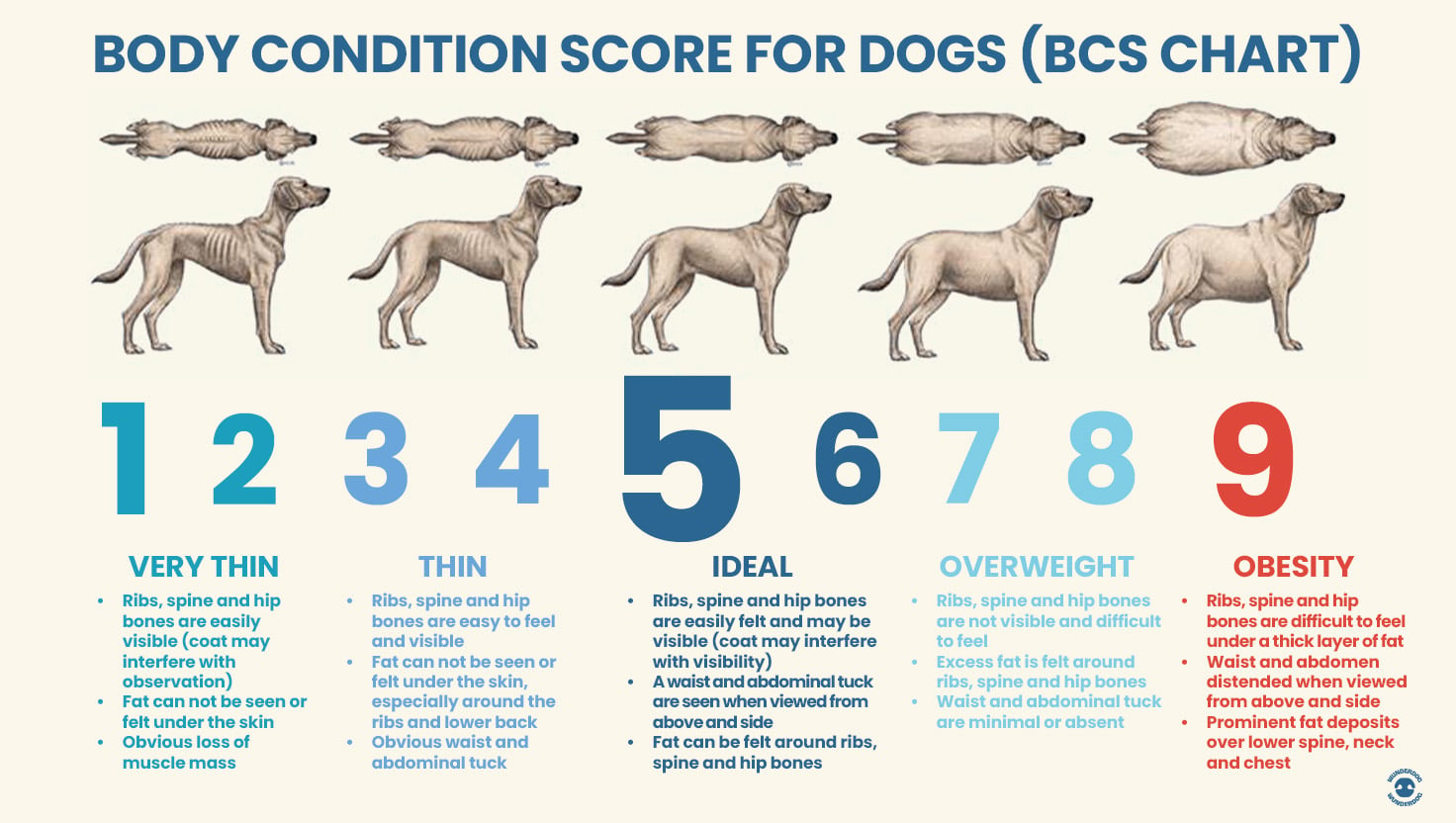 Body condition score chart for dogs showing 9 BCS levels from very thin to obese with side and top views of dog body shapes