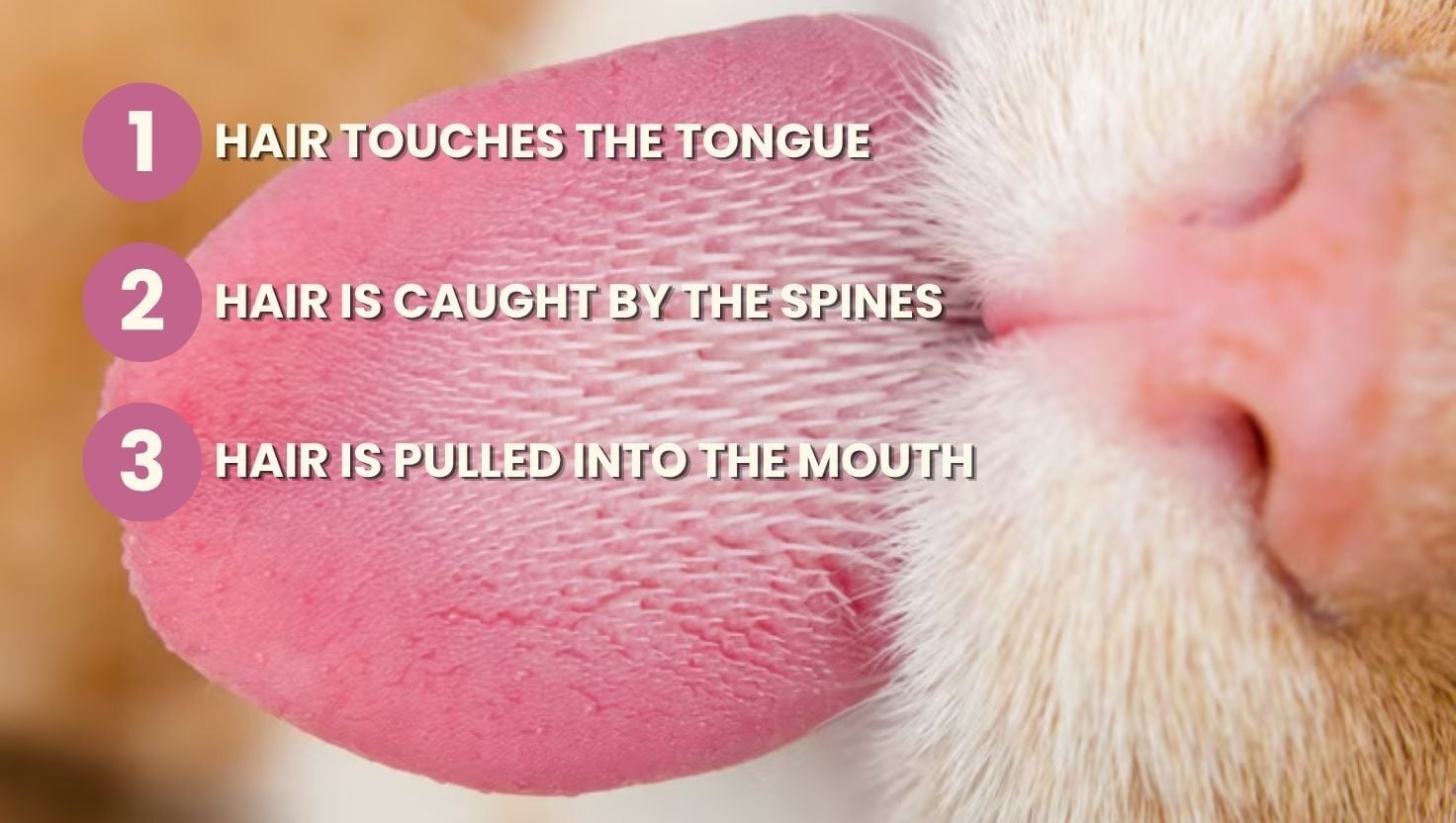 Close-up of a cat's tongue showing the backward-facing spines that catch loose hair during grooming