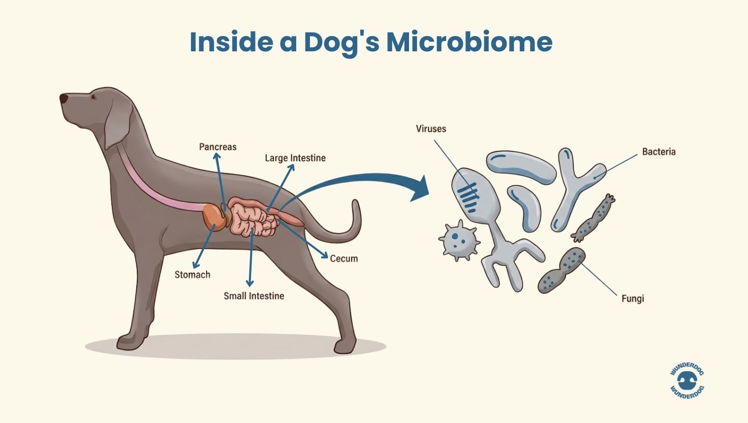 Educational illustration of a dog’s digestive system highlighting the stomach, small intestine, large intestine, and gut microbiome including bacteria, fungi, and viruses.