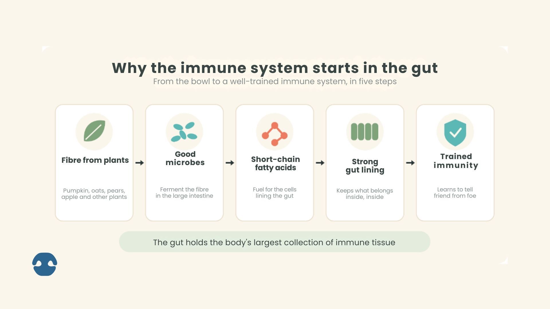 Five-step diagram showing how fibre from plants feeds good gut microbes. They make short-chain fatty acids, which support a strong gut lining and a well-trained immune system in dogs.