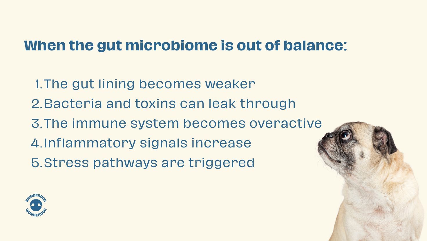 Infographic explaining how gut microbiome imbalance affects dogs, showing steps such as weakened gut lining, toxin leakage, immune overactivity, increased inflammation, and stress pathway activation, with a pug on a neutral background and Wunderdog branding.