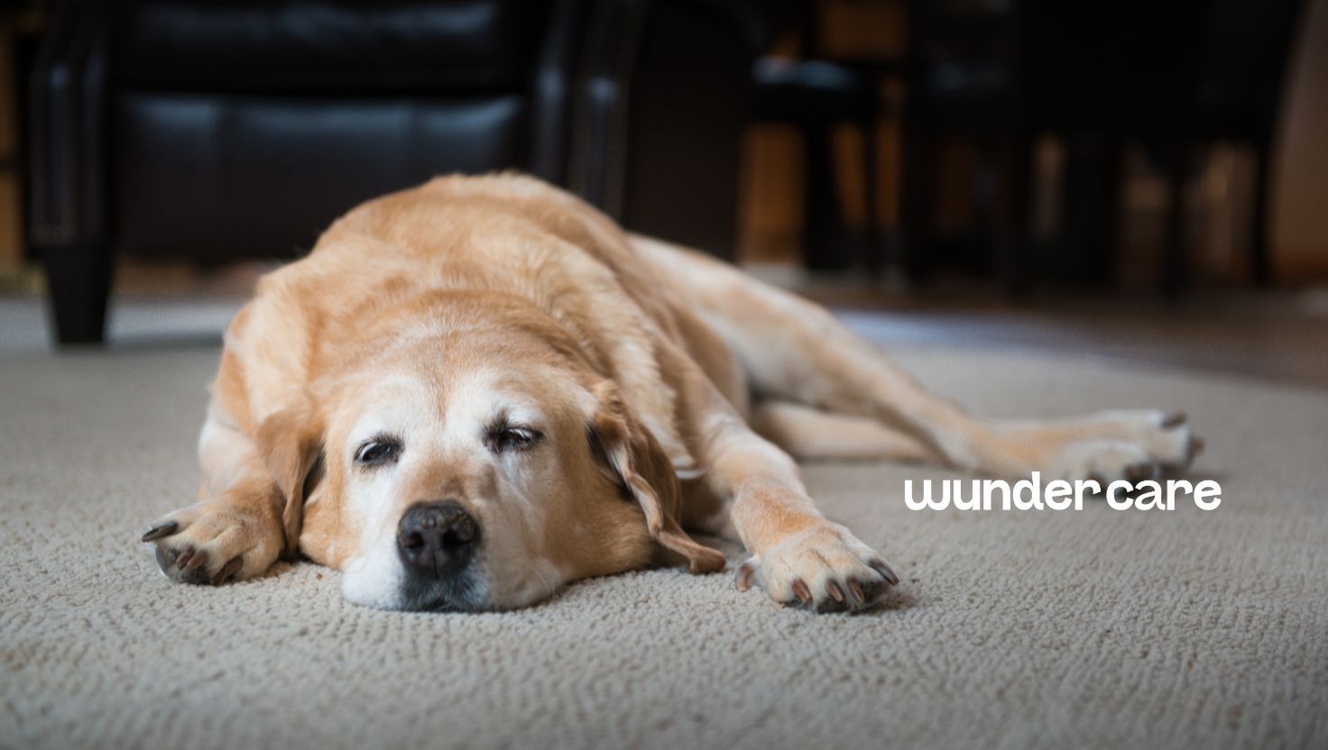 Senior Labrador resting on a rug at home