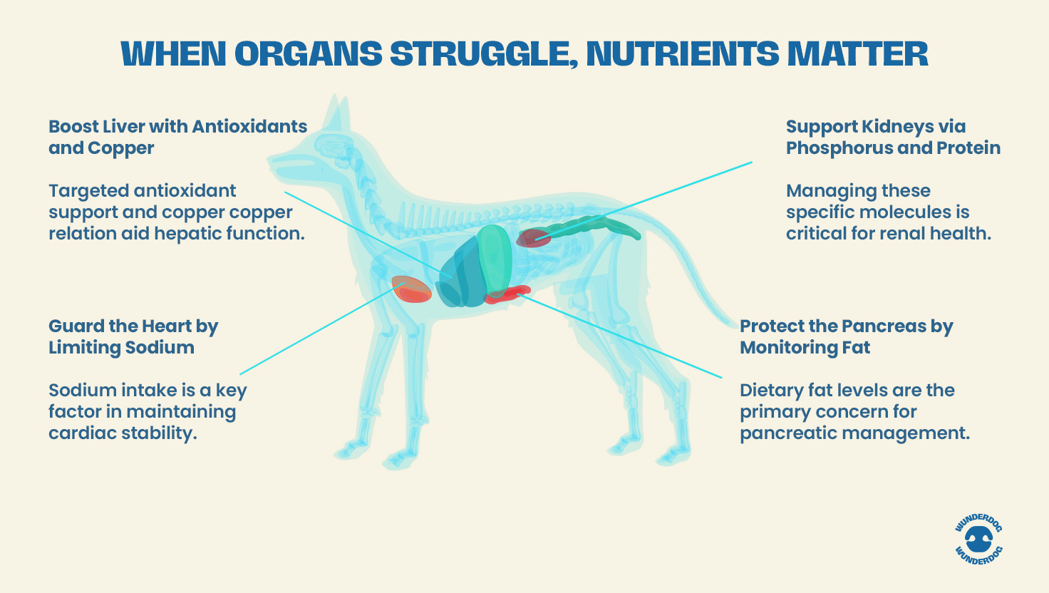 Anatomical dog illustration highlighting liver, kidneys, heart, and pancreas with text explaining targeted nutrient support including antioxidants, phosphorus control, sodium restriction, and fat monitoring.