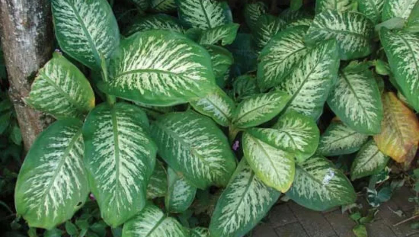 dumb cane
