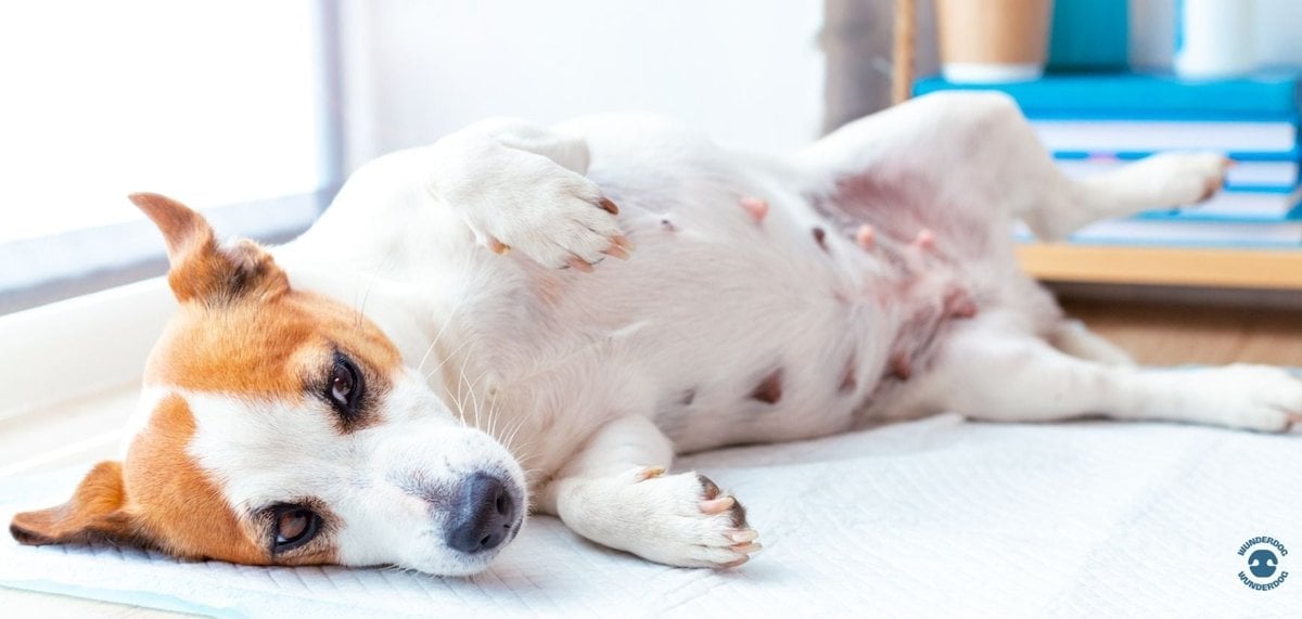 Dog lying on its side with a sensitive stomach, representing digestive discomfort and the connection between gut health and behaviour in dogs.