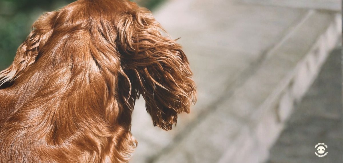 Close-up of a dog's coat highlighting skin and coat health supported by omega-3s in fresh dog food, Wunderdog UAE.