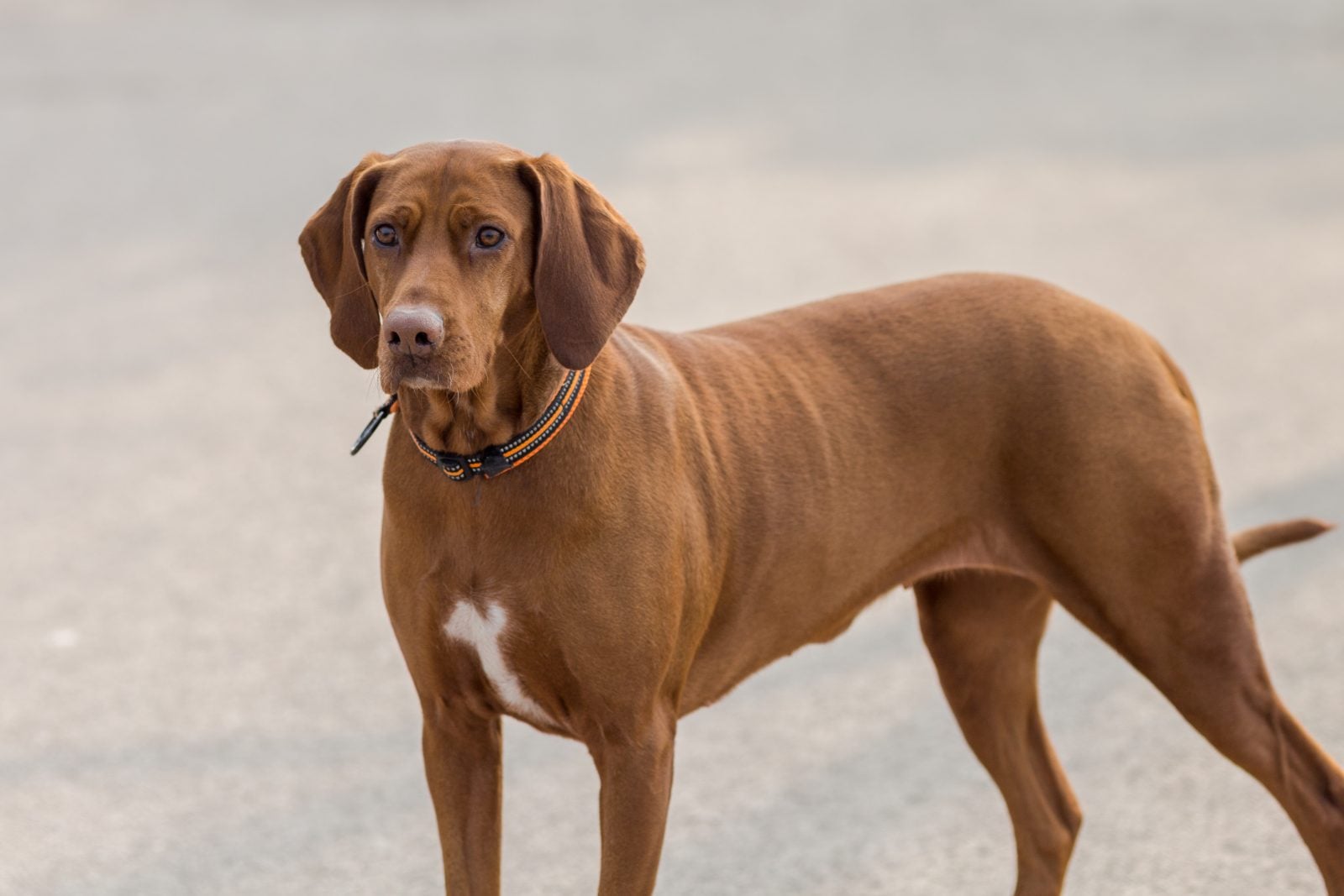 Brown Vizsla standing outdoors and looking at the camera