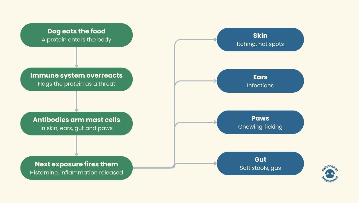 Flowchart illustrating how food allergies develop in dogs, from eating a food protein to an immune response that can affect the skin, ears, paws, and digestive system.