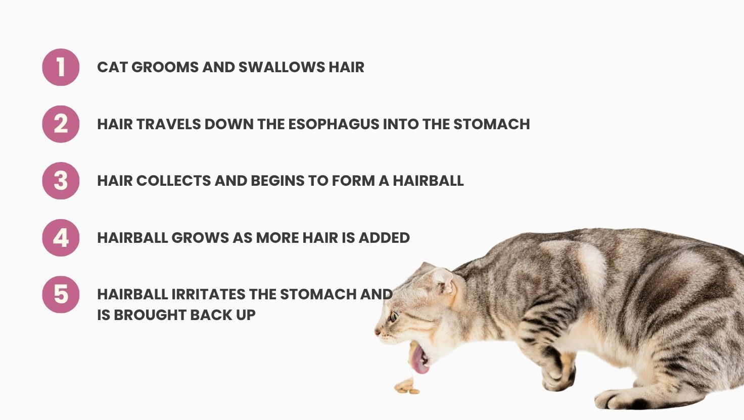 Diagram of the five steps of hairball formation in cats, from grooming and swallowed hair to a hairball being brought back up