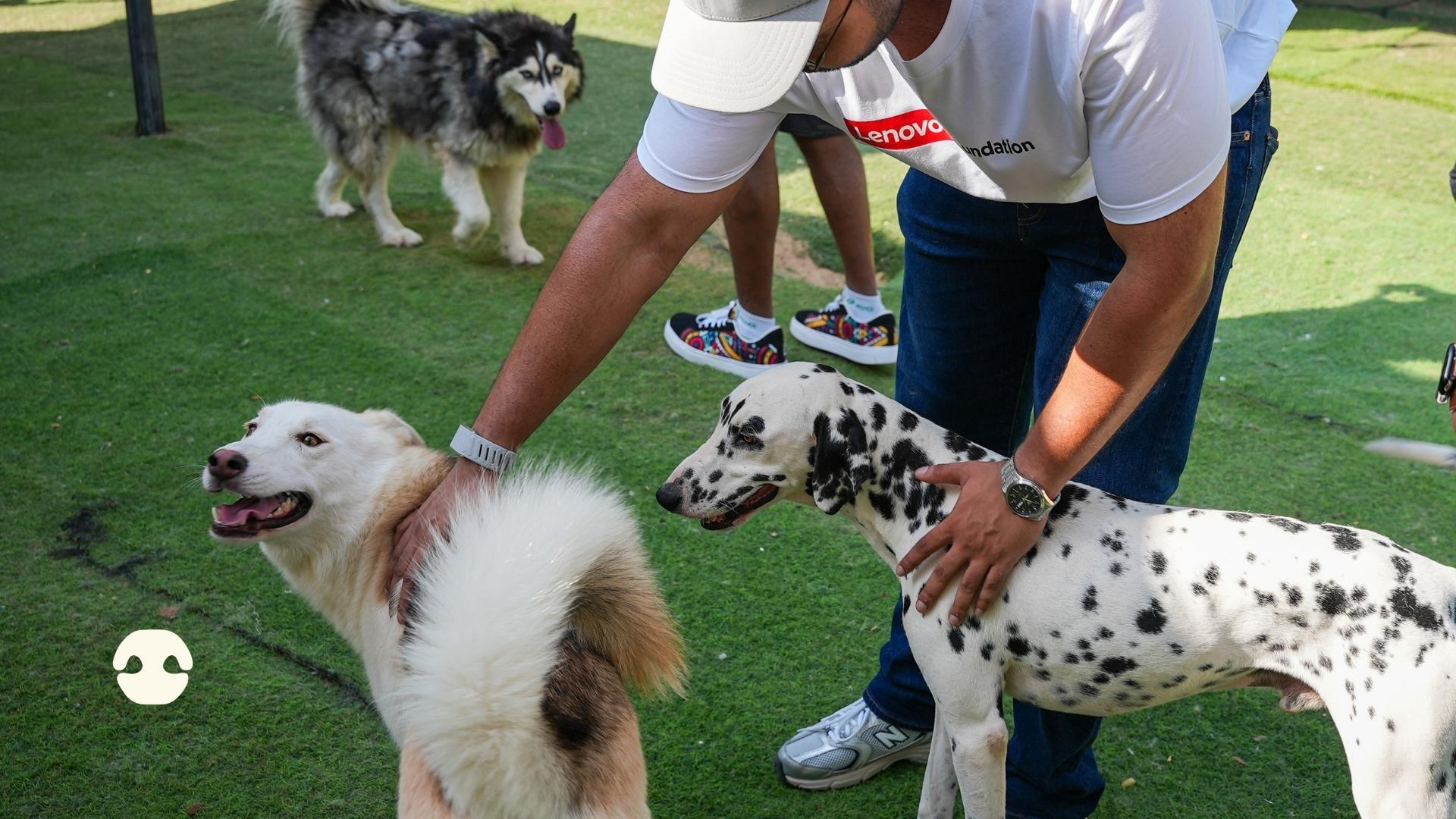 Lenovo Foundation volunteer petting a Dalmatian and a fluffy white rescue dog, with a Husky in the background, during a volunteering day at Haven of Hope in Dubai.