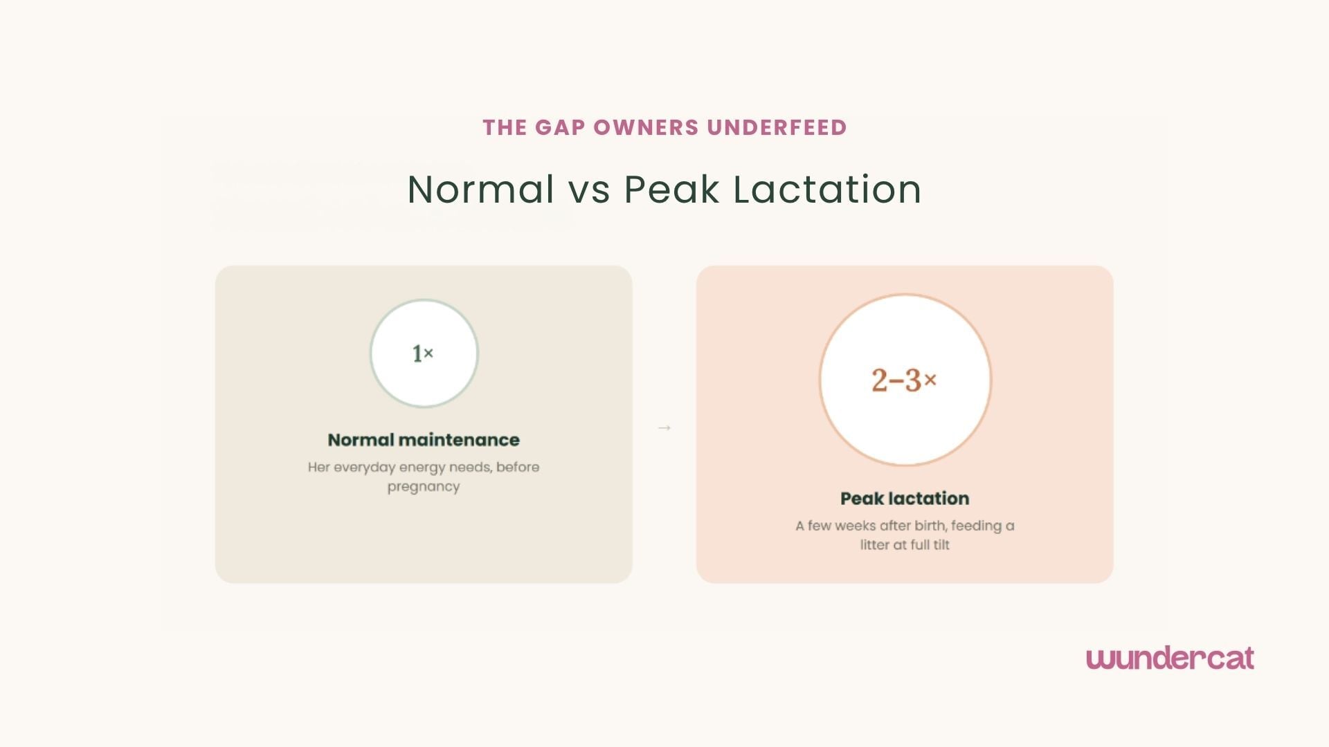Wundercat infographic comparing a cat’s normal energy needs with the higher energy demands of peak lactation.