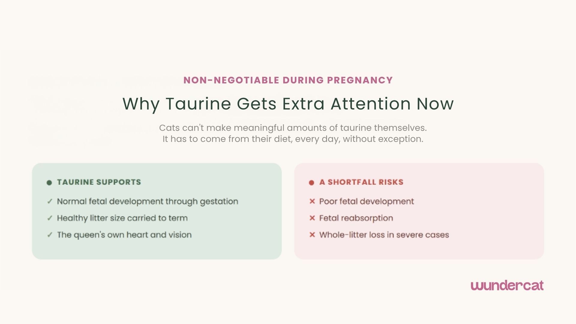 Wundercat infographic explaining why taurine is important during cat pregnancy, including support for fetal development, litter health, heart and vision.