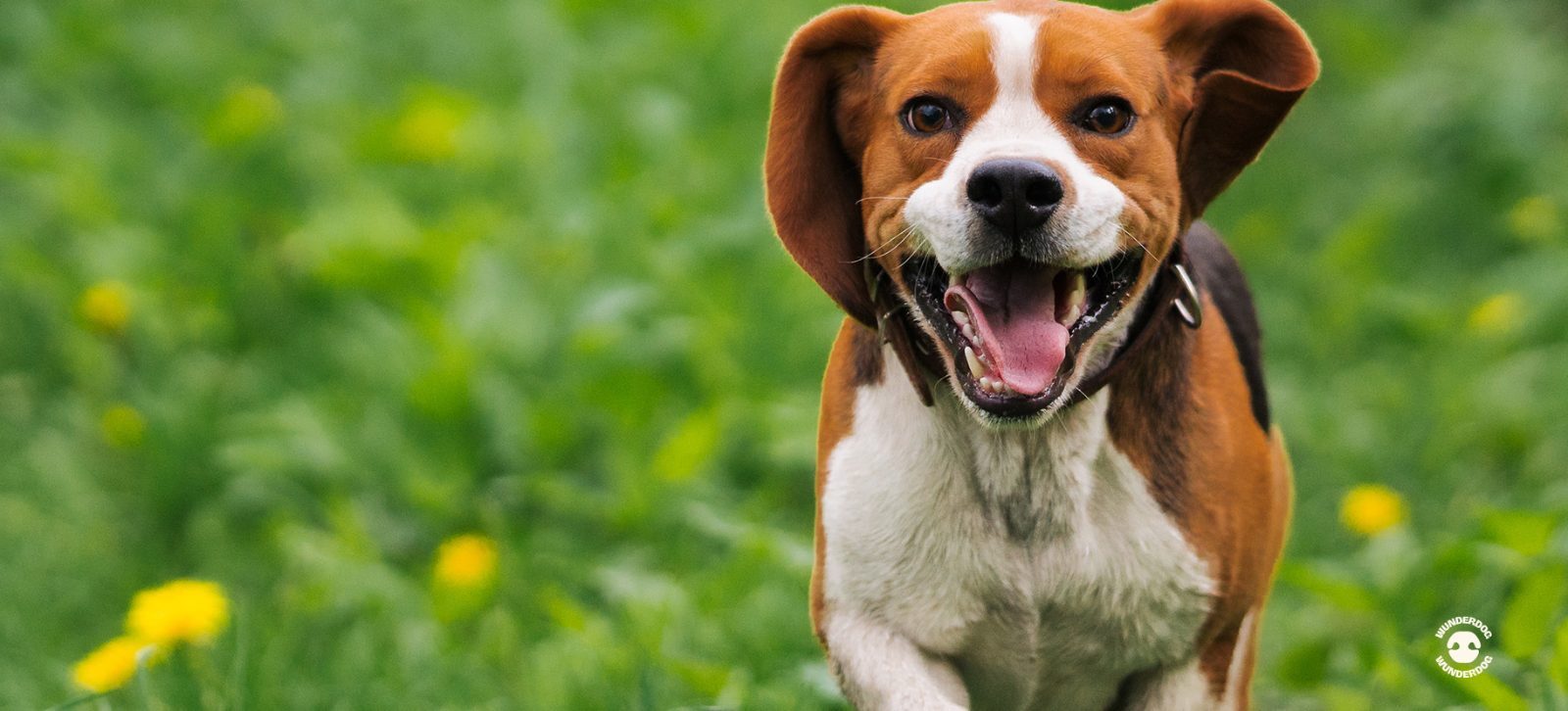 Happy healthy dog running outdoors on grass, representing vitality supported by fresh therapeutic dog nutrition.