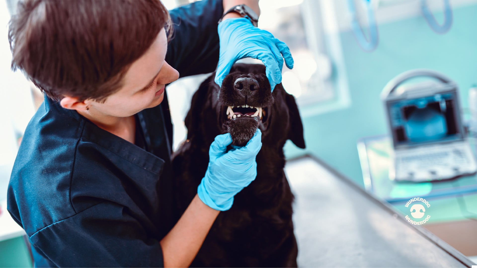 Veterinarian examining a dog’s teeth during a dental check-up in a veterinary clinic to assess oral health and detect dental disease.