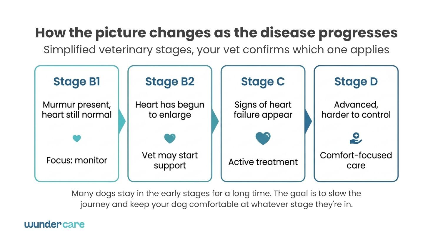 Chart showing the four stages of mitral valve disease in dogs, from Stage B1 to Stage D, with a vet confirming which stage applies