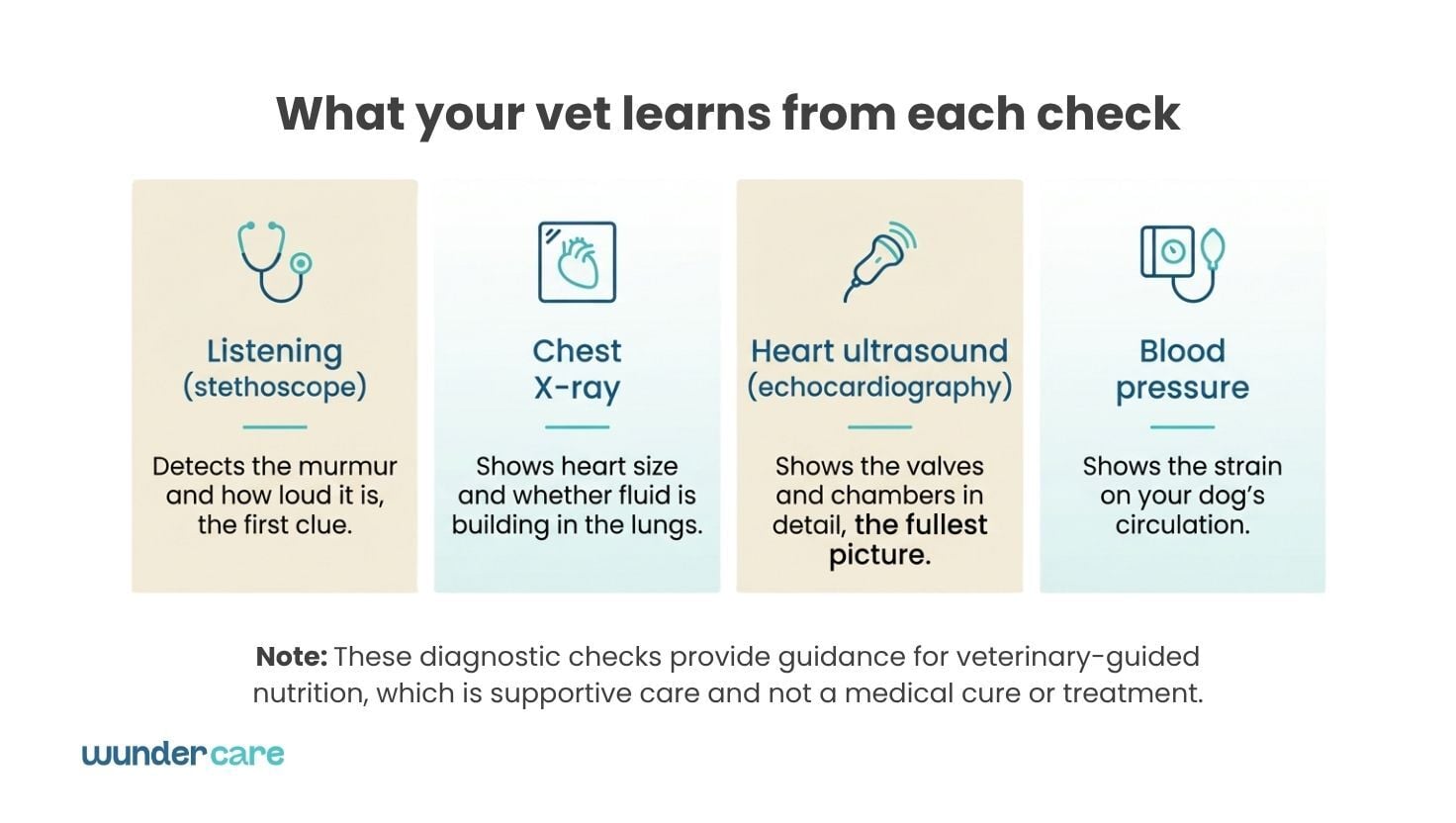 Diagram of four vet checks for a dog with a heart murmur: stethoscope, chest X-ray, echocardiogram and blood pressure test